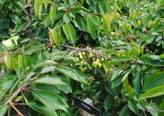 The Kordia variety which I am assured that when I taste it I won't want to eat any other variety!