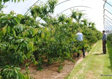 These tunnels are of the Voen system which gives great ventilation, good for the fruit and also the cherry pickers.