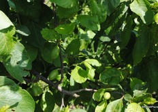 There are also plums grown at Norton farm, this is the Jubileum variety.