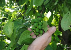 This is a very traditional plum – the Victoria.