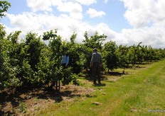 Jon and Peter inspecting the plum crop.