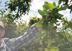 Peter is showing the Reeves plums which he said will be big and have good skin finish.