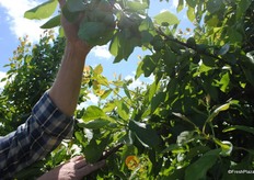 This is the Opal which will be the first to be picked.
