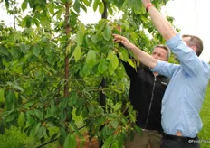 The last stop on the tour was G Charlton, the main offices for the Total Worldfresh team in Kent. Where as well as cherries there is, not surprisingly a huge strawberry and raspberry production. The cherries here are grown on a walled system, trees planted 1m apart, which give more light to the trees. James Weekes and Jon checking the progress of the cherries.