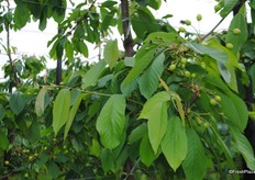 These were planted in 2012 from G3 root stock, each tunnel has a full fertigation and irrigation system.