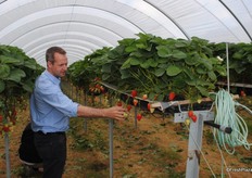 There are 170 acres of strawberries, 30 acres of raspberries and 30 acres of cherries here. Jon is checking out the strawberry crop.