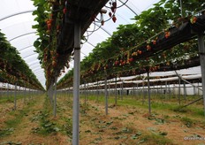 Great shot of the table top growing system.