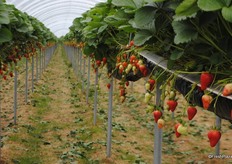 The size, quality and taste of these Morano strawberries is very impressive. Week 24 was the first peak week of the season, 250 tonnes were harvested. The next peak will be at the beginning of August when it is expected that more than 300 tonnes will be harvested.