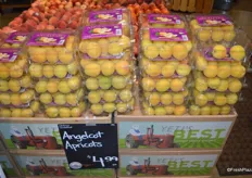 Angelcot apricots