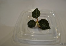 Leaves of a Taiwan Orchid produced by Nice Green. The crop has special healing properties and is used, in powder form, in tea and soap.