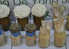 Specialty mushrooms produced by Fujian Ning De Yong Jia Trade Co., Ltd.