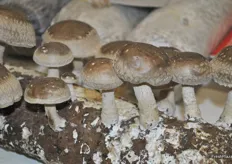 Mushrooms on display produced by Zhang Jiakou Dekang Biological Technology Co., Ltd.