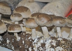 Mushrooms on display produced by Zhang Jiakou Dekang Biological Technology Co., Ltd.