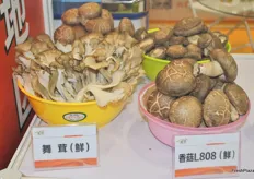 Mushrooms produced by Mogu Biological Technology Co., Ltd. from Inner Mongolia.
