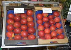 More apples from Carolus Trees: Finnesse and Galinette.