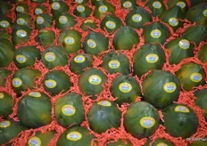 Papaya's are an important fruit variety for Brooks Tropicals.