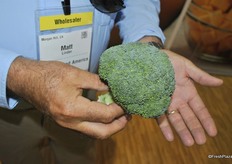 Millenium broccoli from Sakata used for crown cut and short trim.