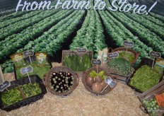 Specialty vegetables on display at the Vega Produce booth.