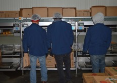 Tomato re-packing house. 3,000 boxes of tomatoes are being re-packed every day by color. This process is fully computerized. The re-packed boxes all weigh 25 lbs.