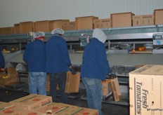 Tomato re-packing house.