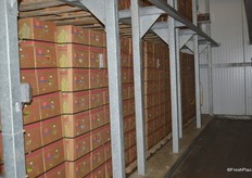 Banana ripening room. The temperature in this room is gradually brought down, depending on the required color. From 64F down to 60F. The standard temperature for bananas is 56F.