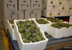 Early season globe artichokes. While artichokes are generally are available most of the year in Australia, the peak season is from mid-April to mid-October.