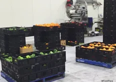 Capsicums going through the sorting and packing process. The capsicums are machine weighed and packaged according to the specifications of each customer. Workers monitor this process and ensure quality control throughout every phase of the process.