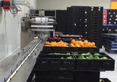 “You can set the specifications for packaging and weight on each line before you begin the packaging process, and then just feed the tomatoes or capsicums onto the machine,” Kapiris Bros Sales and Marketing Director Steve Tsakoumakis says.