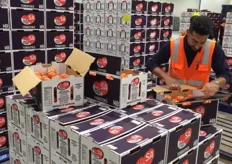 A worker inspecting tomatoes as they go through the packing process.