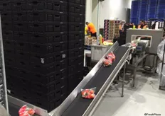 Tomatoes being processed on one of the machines. Mr Tsakoumakis explains that they are washed (for a second time), then sorted by the machine according to weight and packing specifications.