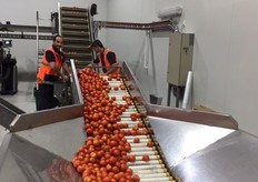 Workers monitoring the tomatoes as they are weighed and packed. “The tomatoes and capsicums that don’t pass our quality control tests are all used in some way. We have a lot of farmers that come and get them for their animals, and they love it – especially with the hay shortage at the moment, it’s great,” Mr Tsakoumakis says.
