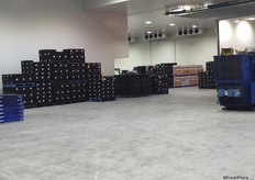 The packing floor space takes up 1500 square metres, organised based on the produce being sorted – with main lines of tomatoes, capsicums and rockmelons.