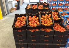 Kapiris Bros new heirloom tomato variety, Cimelio.