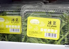 Ice Plant lettuce