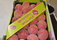 Gourmande croquante and fondante are the brands they work with for stonefruit. They have now also 50x30 packaging for peaches and nectarines.