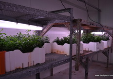 28-30 deg in germination room, different seeds need different temperatures to germinate.