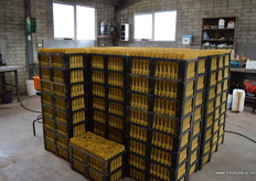 Potting room, these containers are used to replant the small plants after the seed has germinated, the small pots take up less room.
