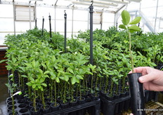 Cara Cara Navels budded in December.