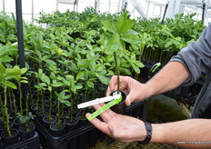 Plants are fast growing because all roots are growing straight down.