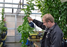 Datsey with bigger plants potted in October - within 14 months these can be planted in orchard