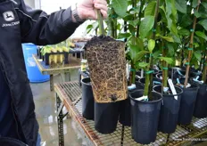 Great roots on trees, trees will be cut to 4 foot before being planted out 3-5 years before commercial volumes.