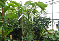 Tree created for a private grower with lemon orange and lime all on one tree!