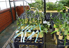 Experimenting with bending plants over, which pushed the bud upwards. It gives more leaf to encourage photosynthesis.