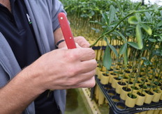 Taking the tape of after grafting.