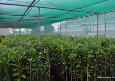 15000 plants when re-potted into bigger pots.