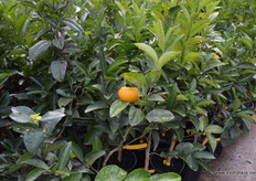 Afourer mandarin