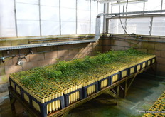 According to Jezz there are exactly 2156 plants on this rack!