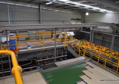 Waxing lengthen shelve life and improves appearance of the fruit.