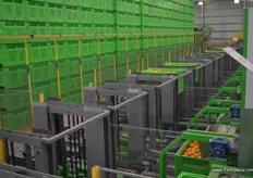 There are 16 fully automated bin feeders, the bins are stacked three high before being removed. The advantage of sorting into bins is that the fruit is not in cartons until the order is confirmed meaning no repacking.