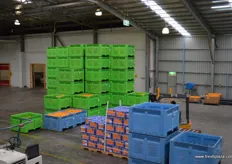 Sorted fruit in bins and cartons.